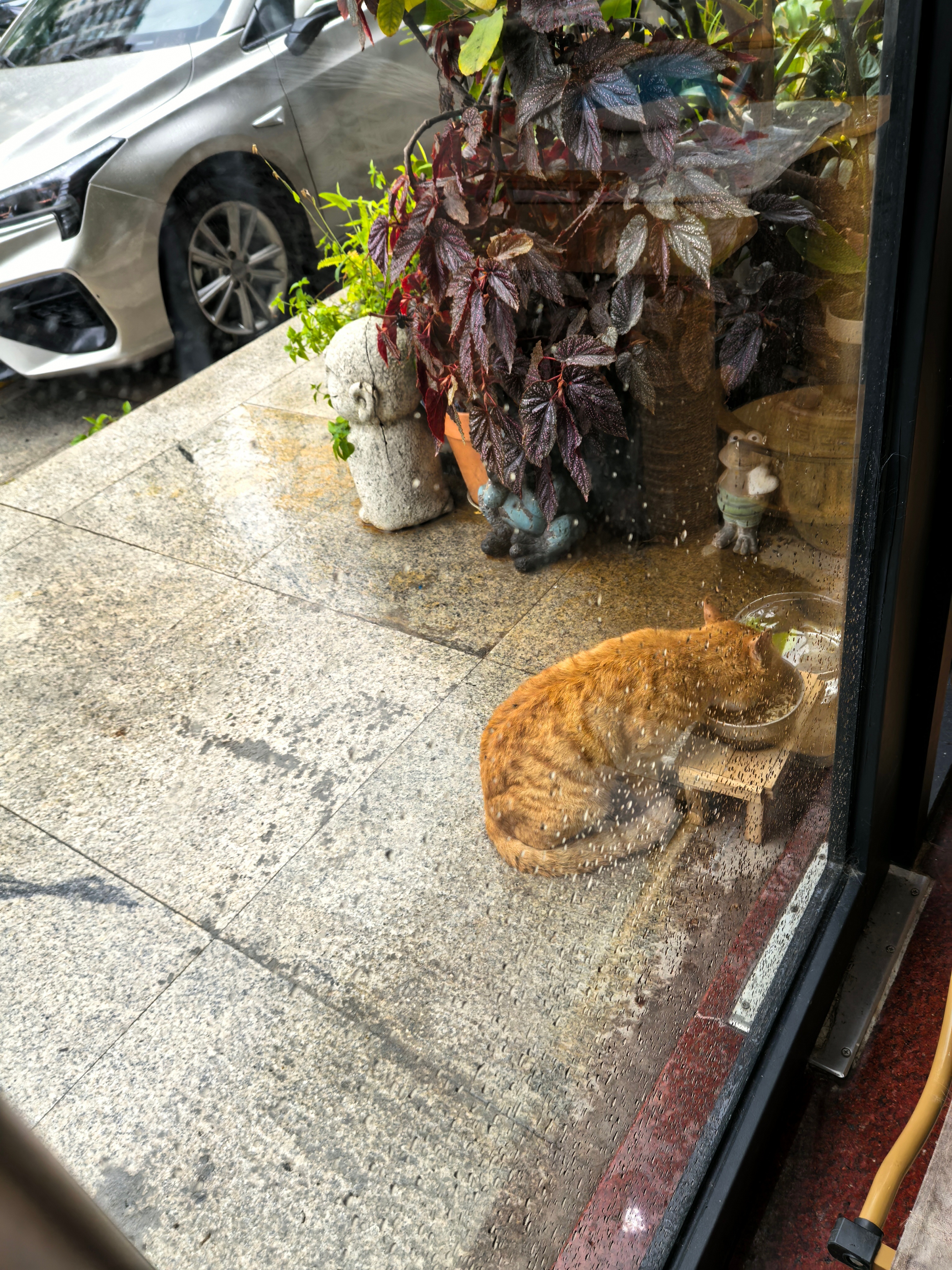 深圳台风台风过后，新大哥第1个过来吃饭。。饿了两天了。。。这两天天气恶劣，小流浪