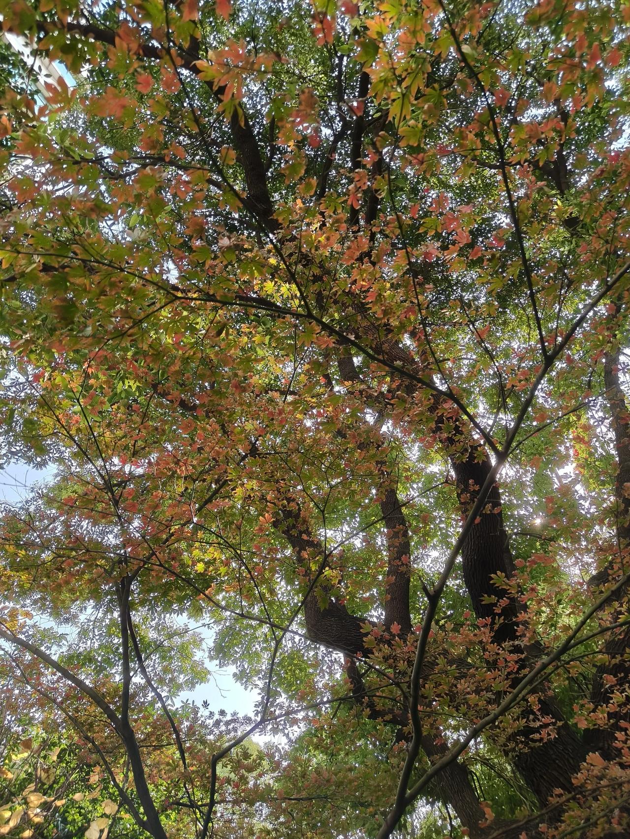 今天的天气还不错！

上上周老同事约饭，

还好现在改成下周了！

说真的，最近