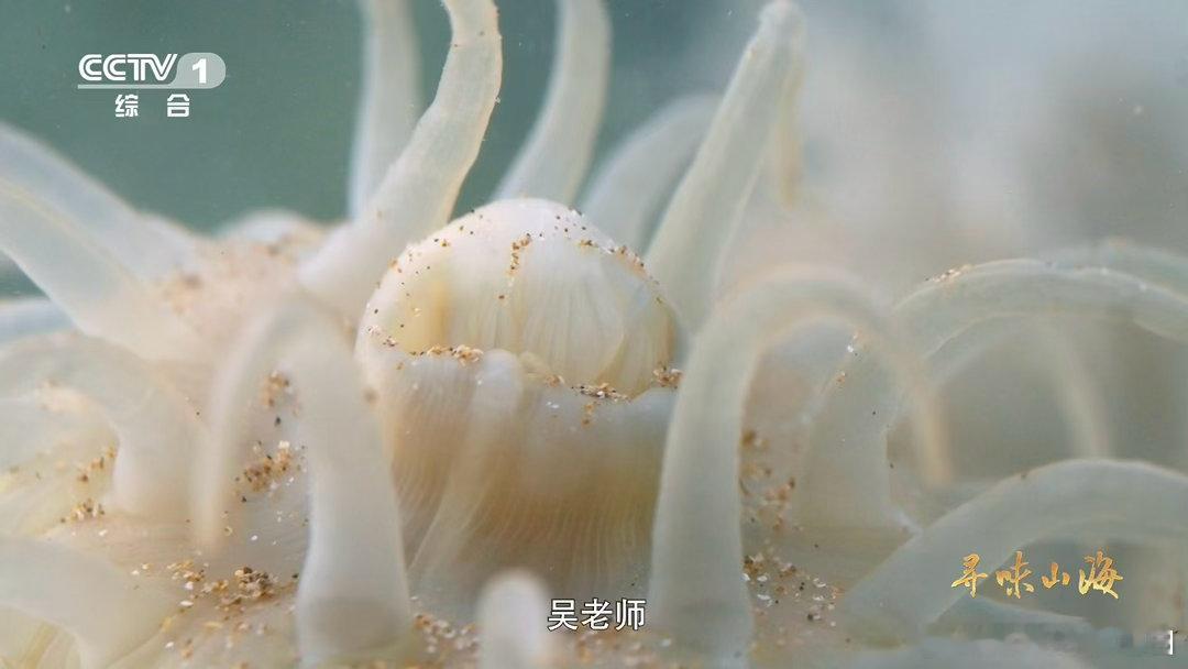 沙蒜不是蒜是海鲜 沙蒜竟是海葵！浙江台州湾咸淡水滋养，肉质紧实糯中带脆，这独特海