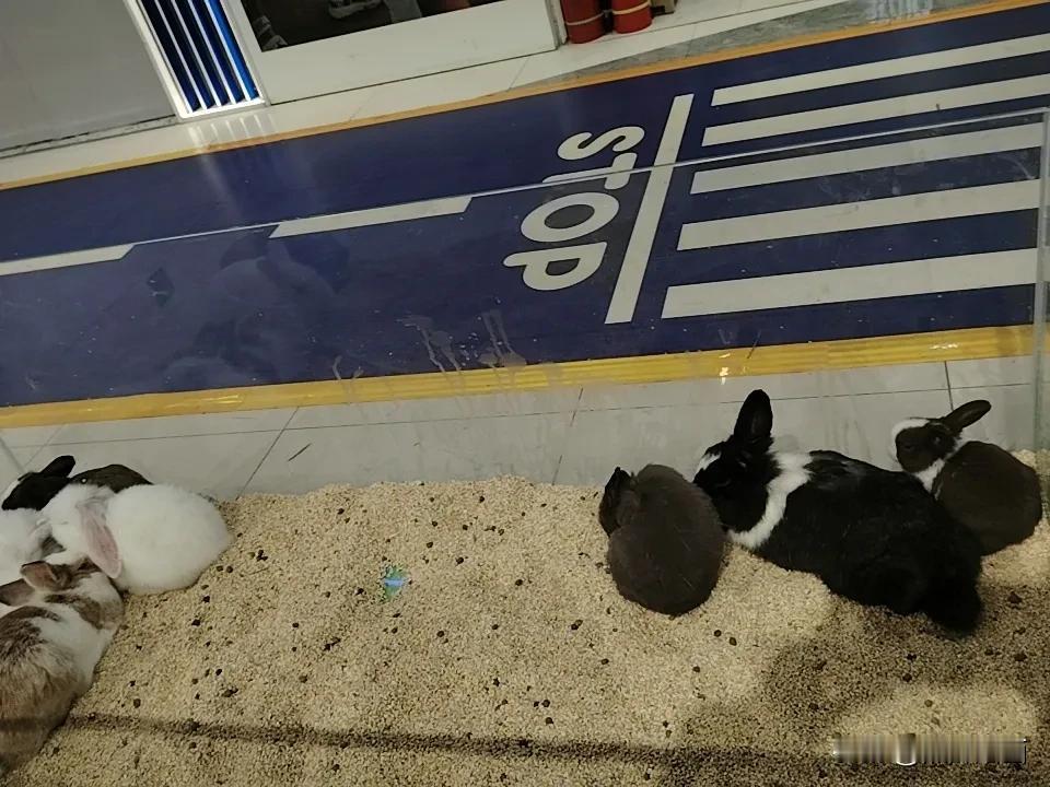 今日随手拍可爱的小兔子