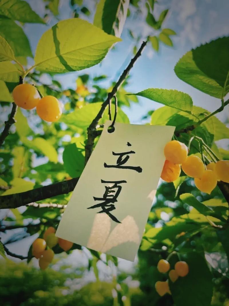 鹧鸪天 · 立夏感怀

雨霁云销四月天，
湖光秀色惹人怜。
蛙声起伏清塘里，
燕