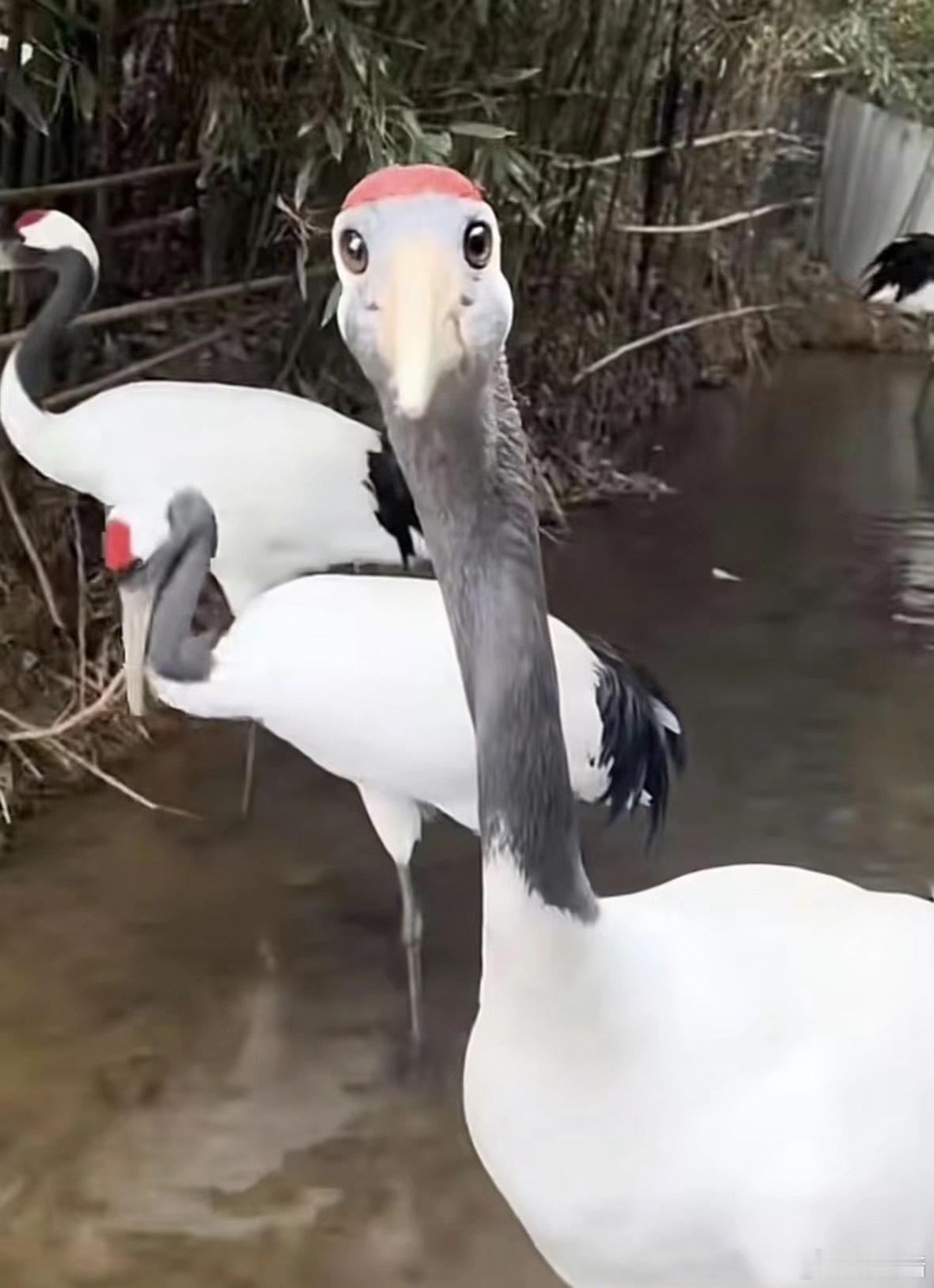 以防你没看过丹顶鹤正面 