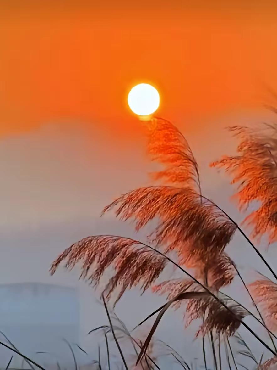 晒图笔记大赛 夕阳西下，金色的芦苇在微风中摇曳，仿佛置身于童话世界。