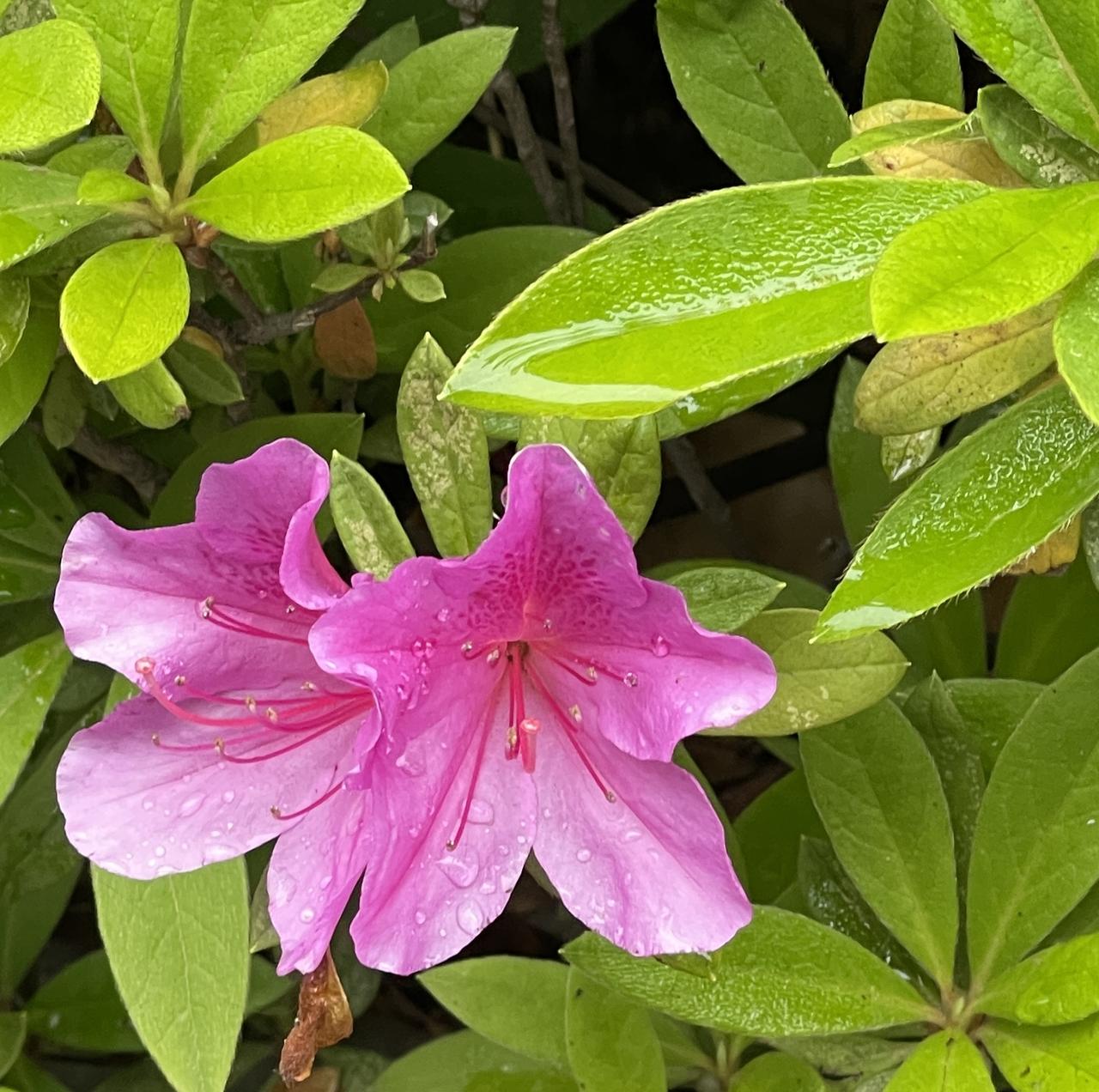 小区雨后的杜鹃花盛开

         连续下了几天小雨，小区里的杜鹃花盛开了