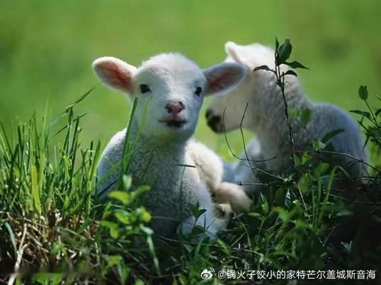 81：71 8˙21˙2202羊是都边身，原草大片一处身像好在现我觉感