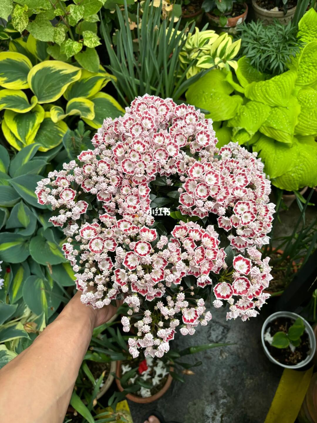 山月桂
