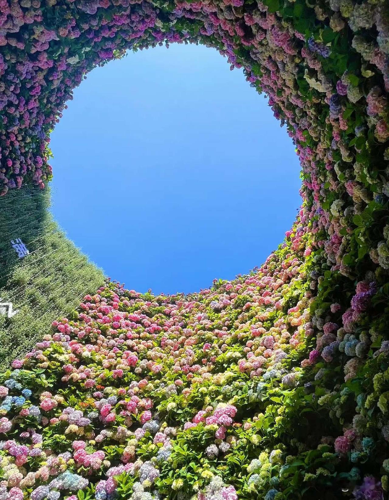 春风过练塘，绣球漫东厍；
不追远方，只赴此间花事。
古桥、流水、花海相映成画，