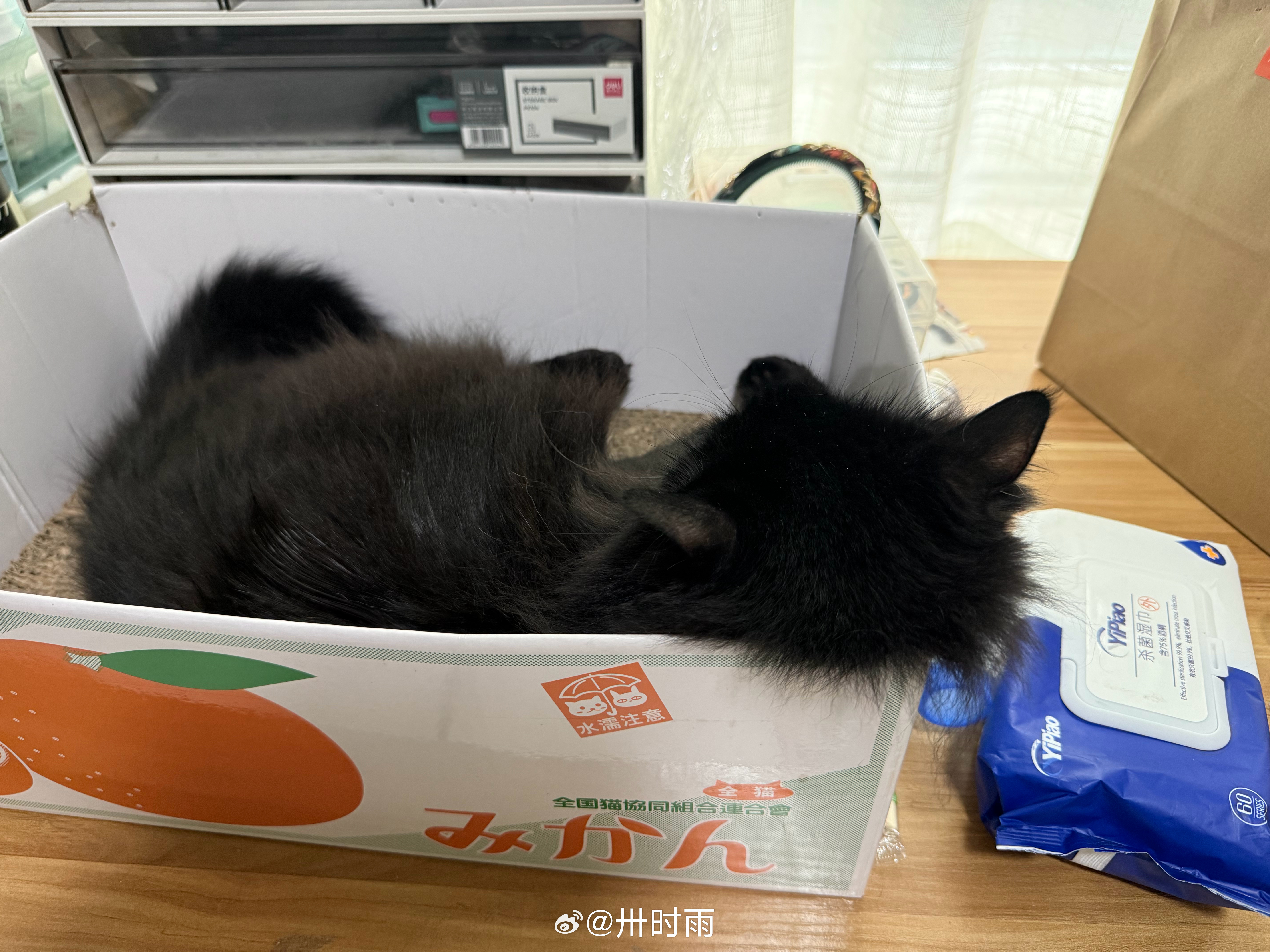 头扁扁 