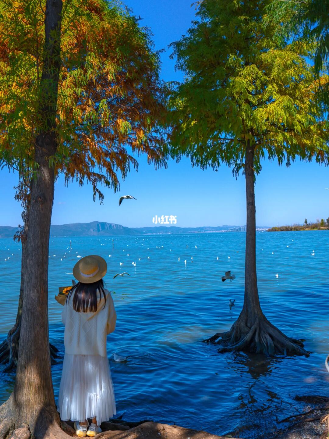 昆明看海鸥一日游！看我这篇攻略就够了！