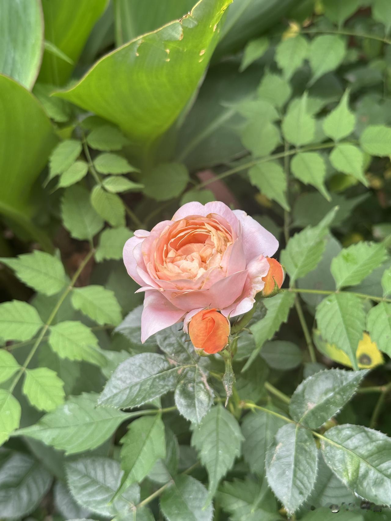 分享一张你拍的花，什么花都行小院花开，一半是三角梅的热烈，一半是月季的温柔，治愈