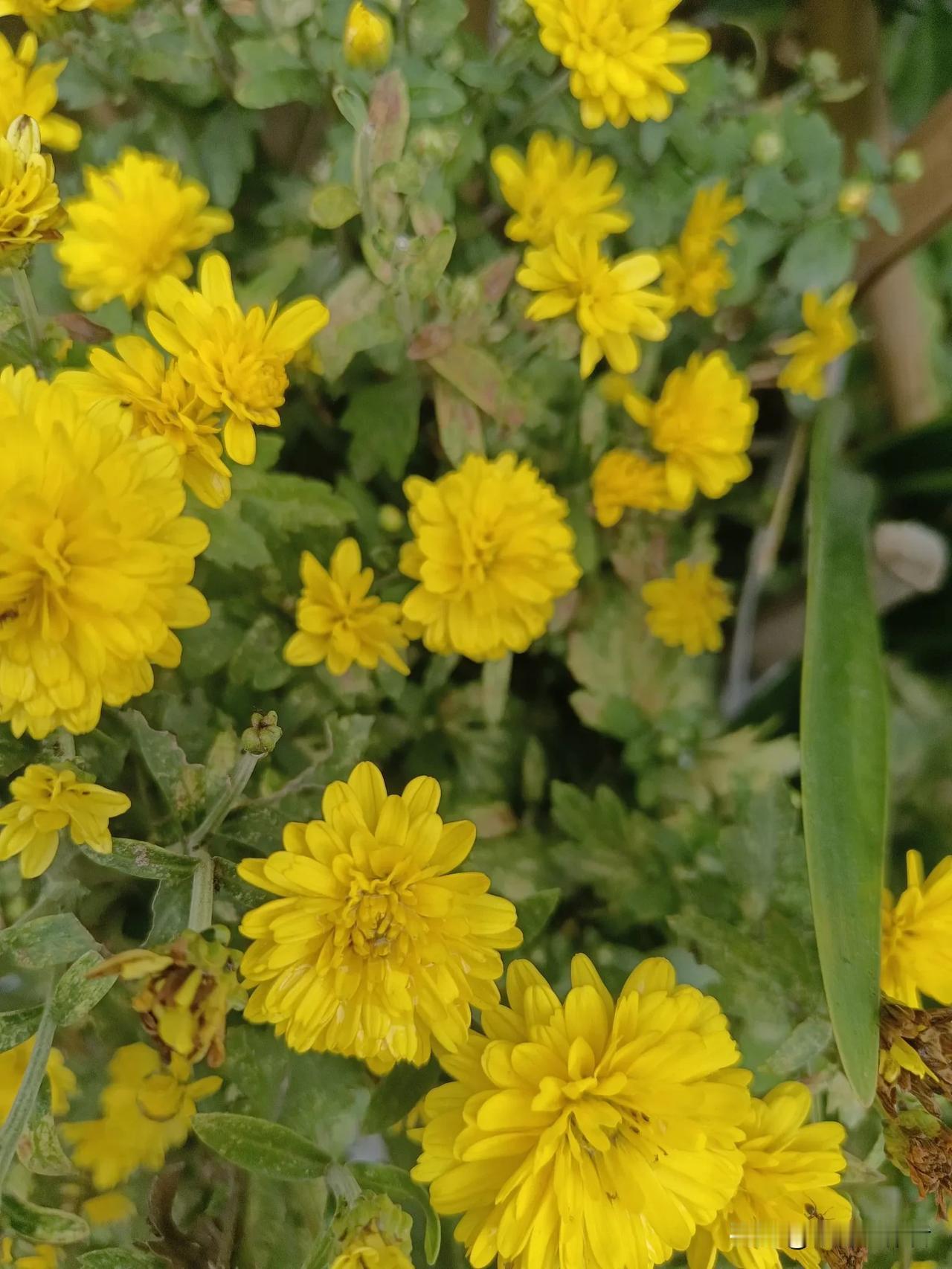 黄花含露，清香扑鼻。深秋菊花正旺时。