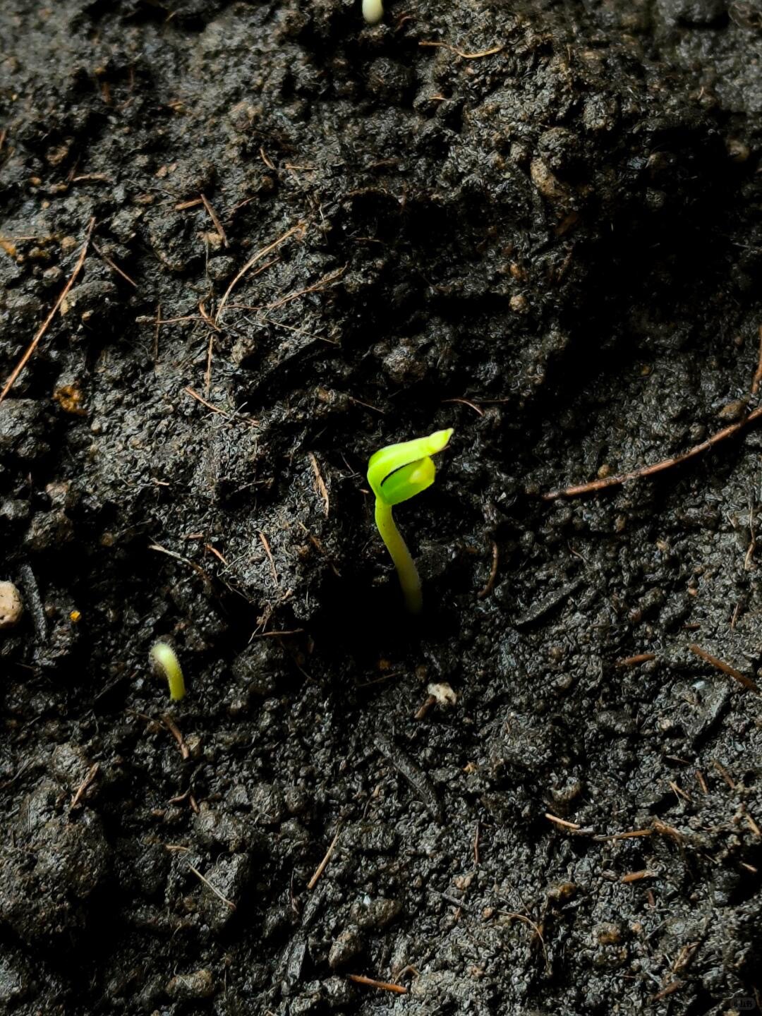 其实，人绝望的那种感受里，总是可以生长出一点新鲜的东西。｜《半山文集》 我的私人