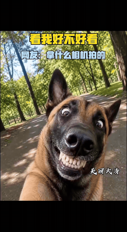 看我好不好看！狗狗大合照，一群毛孩子各卖各的萌！

狗狗大合照 宠物生活碎片 有