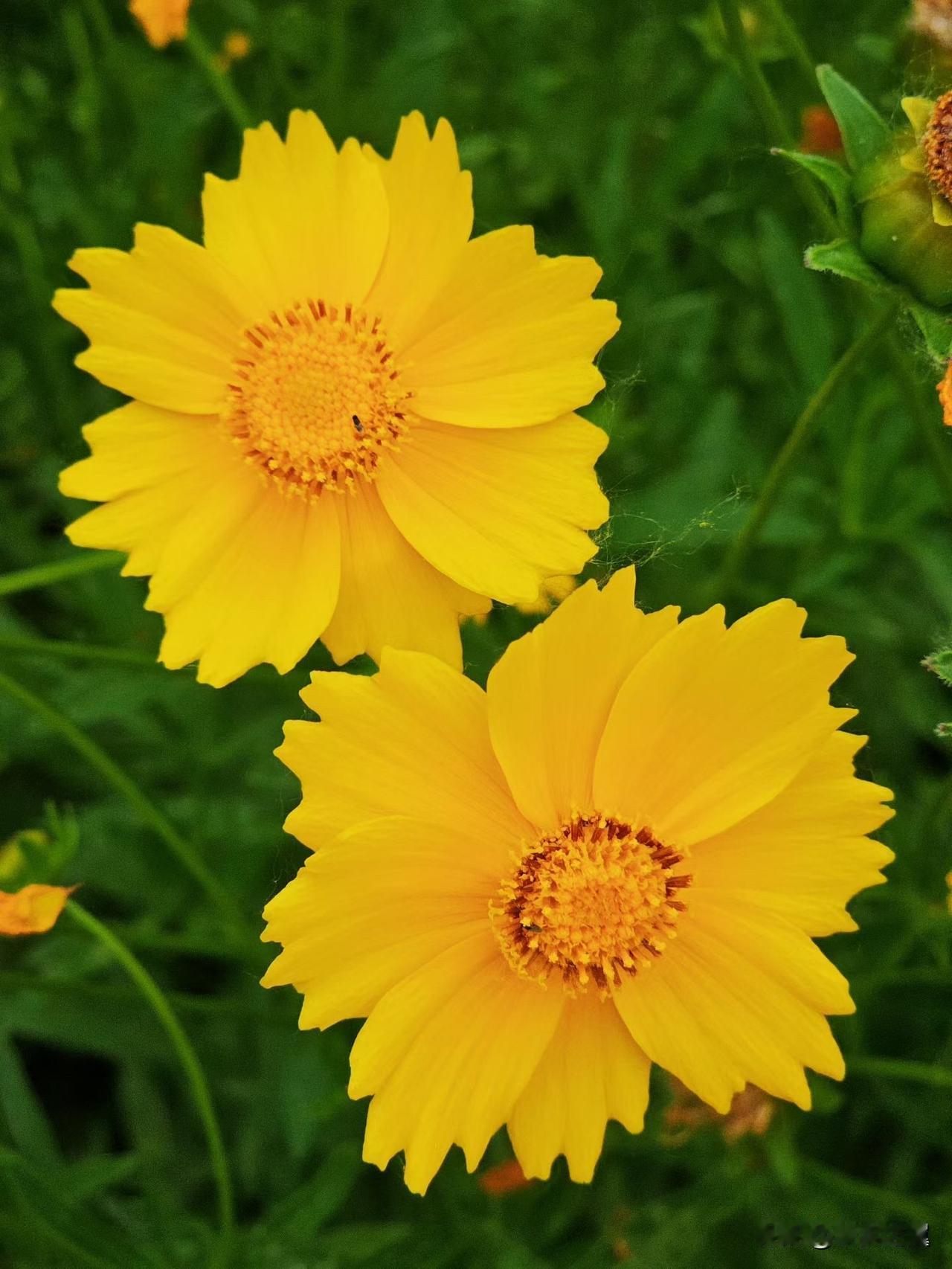 【小对联】
上：山花俏；
下：……？