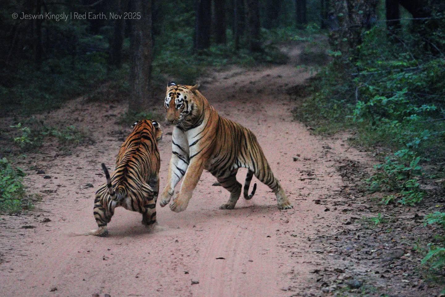 【塔多巴】拍摄于2025年11月9日下午，目击强壮的雄虎t198“Y马...