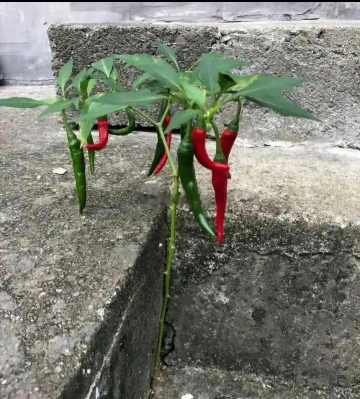 生命自己会找到出路