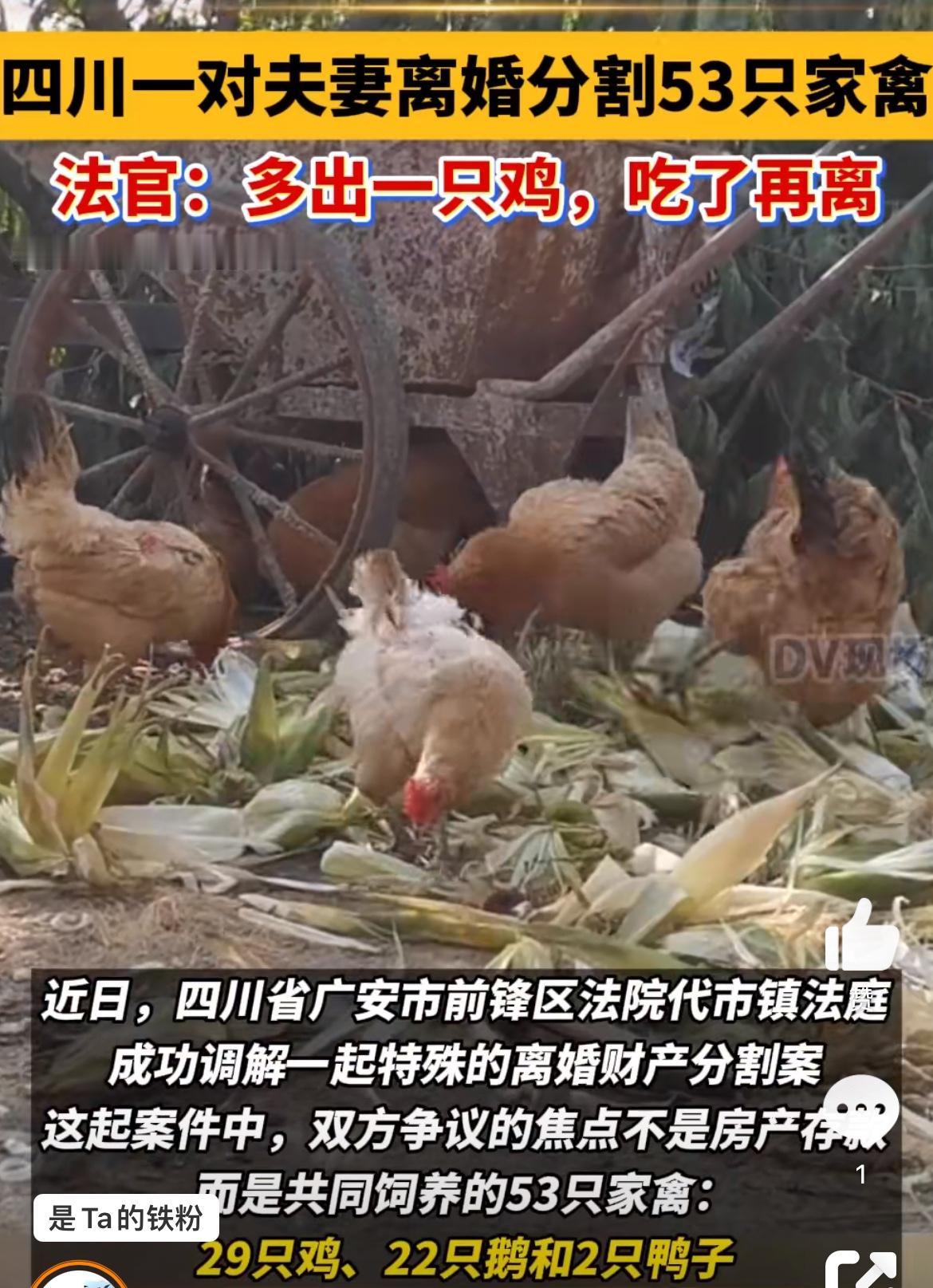 经典小学奥数题，四川广安一对老夫妻闹离婚，为53只家禽分割犯难。一对农村老年夫妻