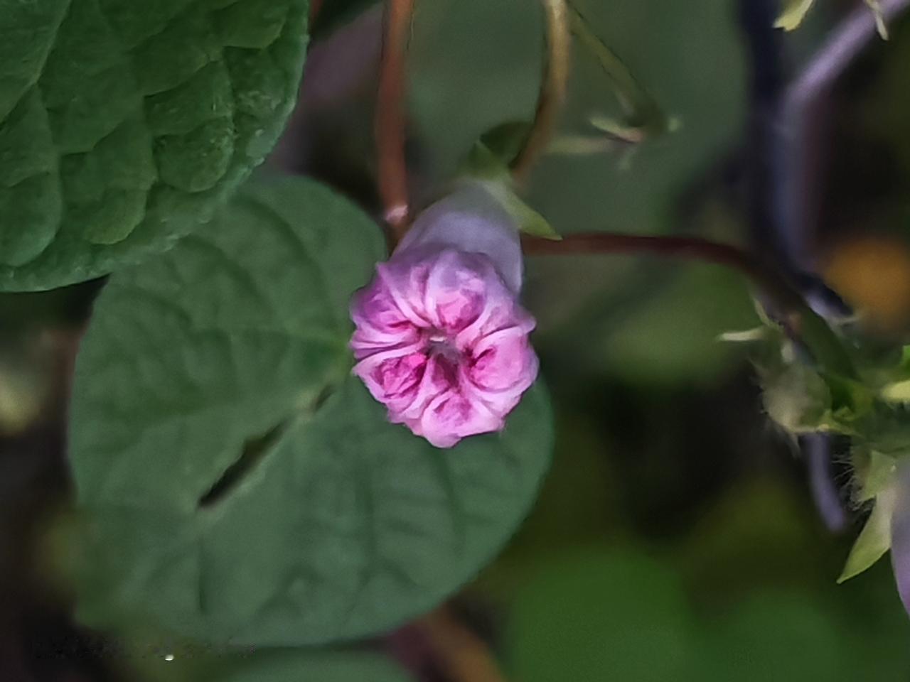 分享一张野花照片夜晚的牵牛花，羞答答的样子