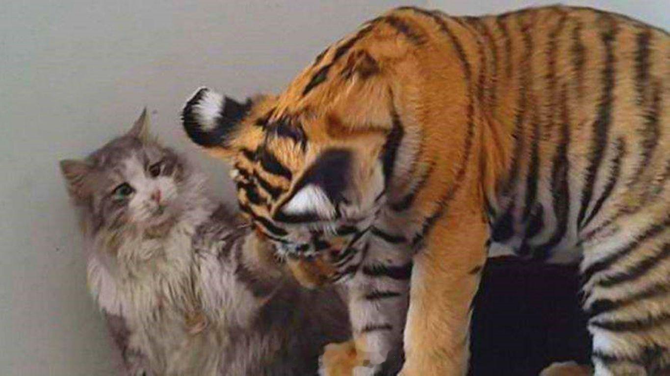 小猫误入虎园被捕食 你印象中的的猫与虎，“师傅与徒弟”实际上的猫与虎，有菜送上门