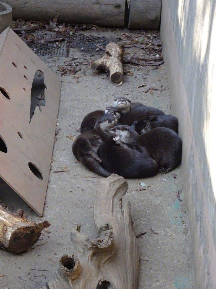 当你在凝视水獭时，水獭也在凝视着你