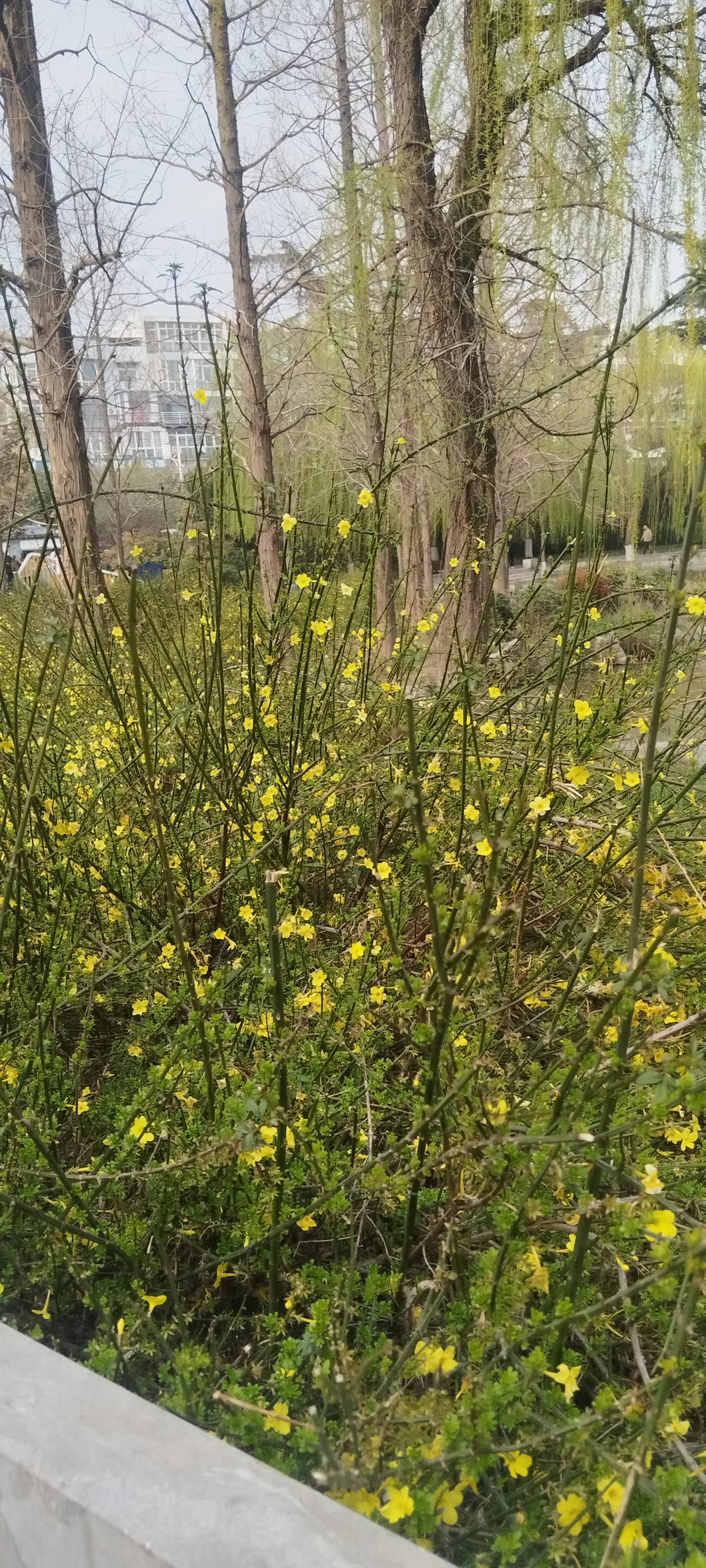这片小树林里，黄色小花竞相绽放，美如童话世界。恰似薛城森林公园中的栾树花，细碎的
