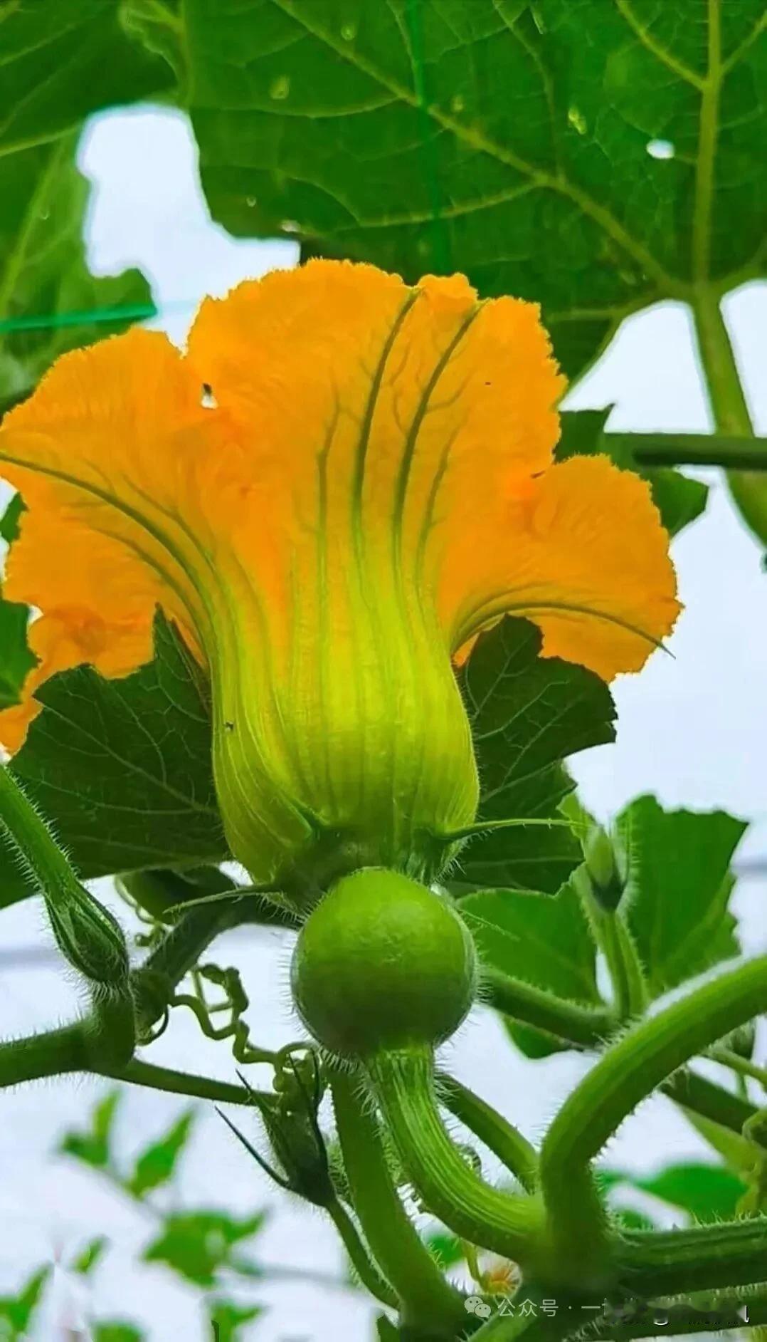 南瓜花下的夏意

风从藤蔓的缝隙里钻过来，把明黄的花瓣吹得轻轻晃荡。
这朵举在夏