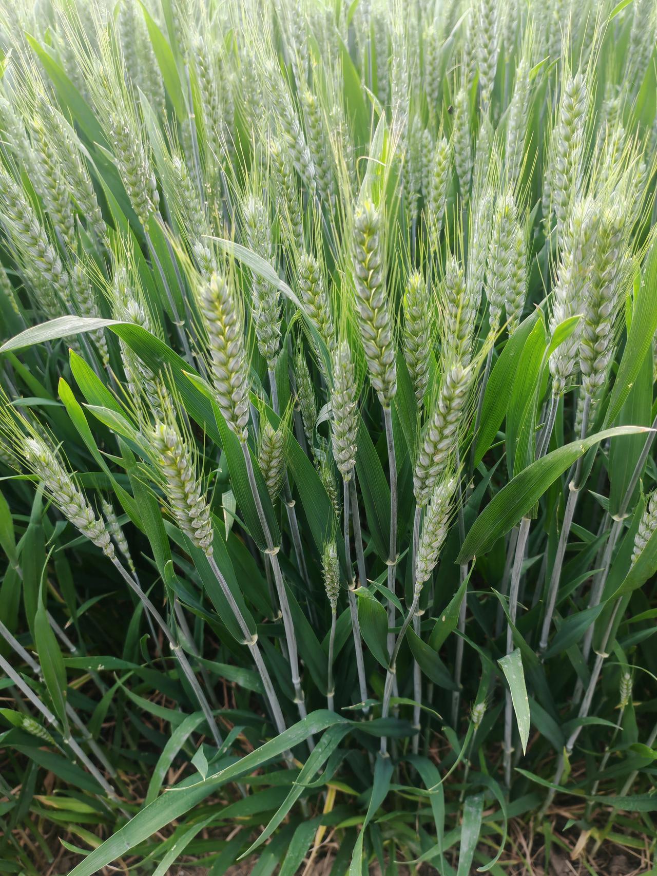 可以看看你们那边的麦子地嘛初夏的麦田里，青嫩的麦穗齐刷刷地挺立着，饱满的颗粒裹着