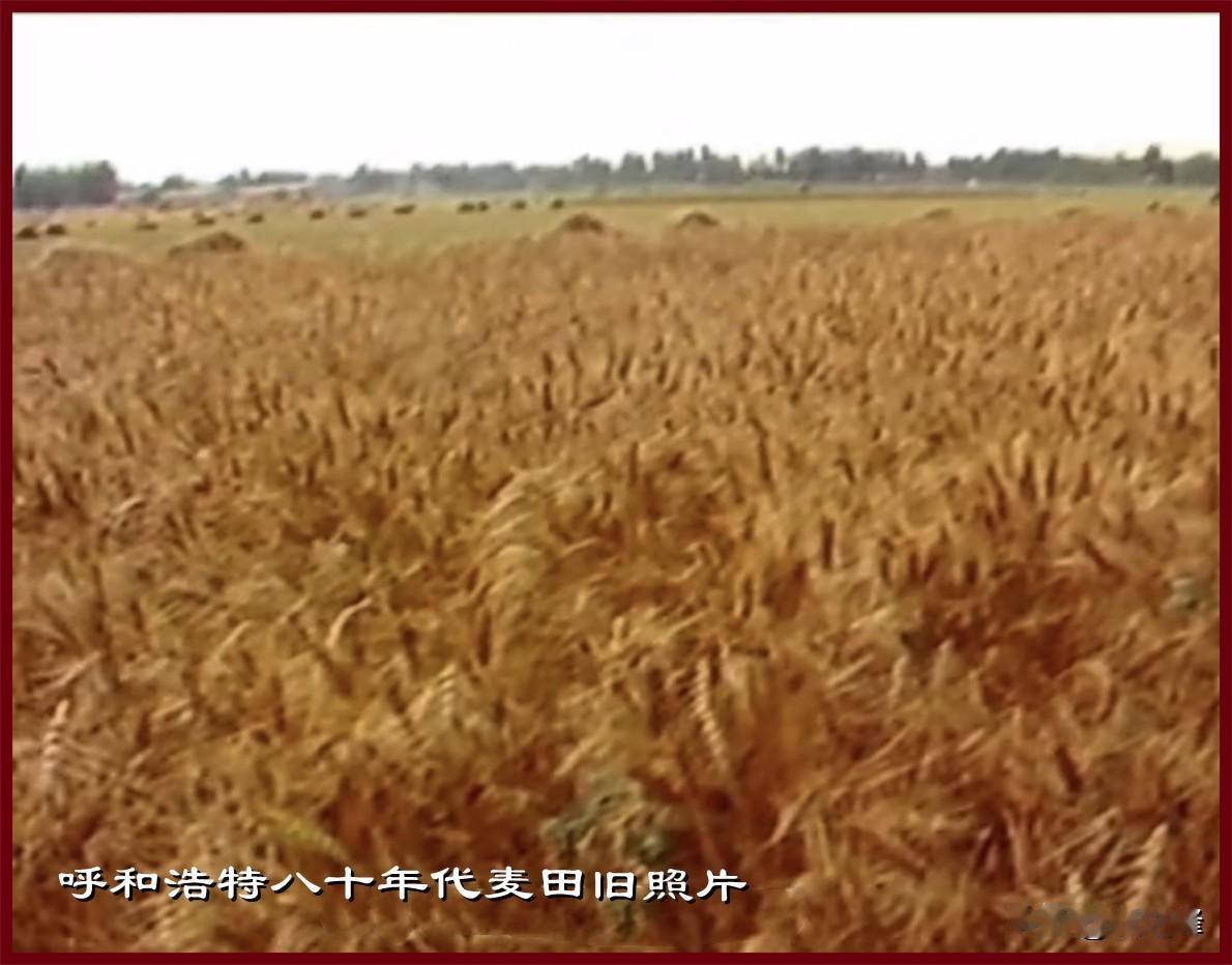 呼和浩特八十年代旧照片：“朋友们你们小时候吃过烧麦子吗”，这是两张来自八十年代一