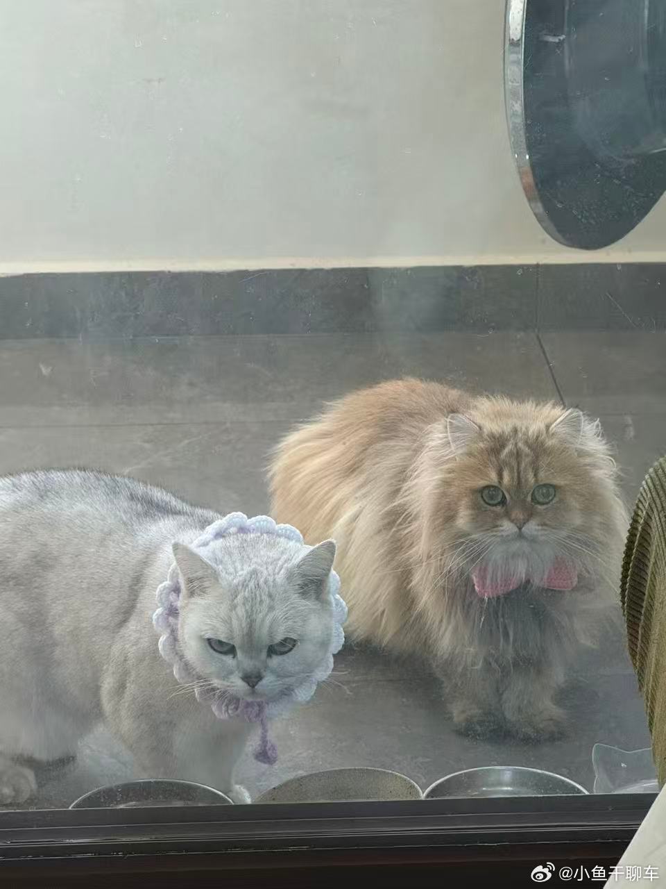 老大老二 ，小鱼干卖脚垫挣钱买鱼干养它们