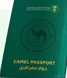 沙特阿拉伯骆驼护照是一项官方举措，旨在监管该国重要的骆驼产业，并将传统文化遗产与