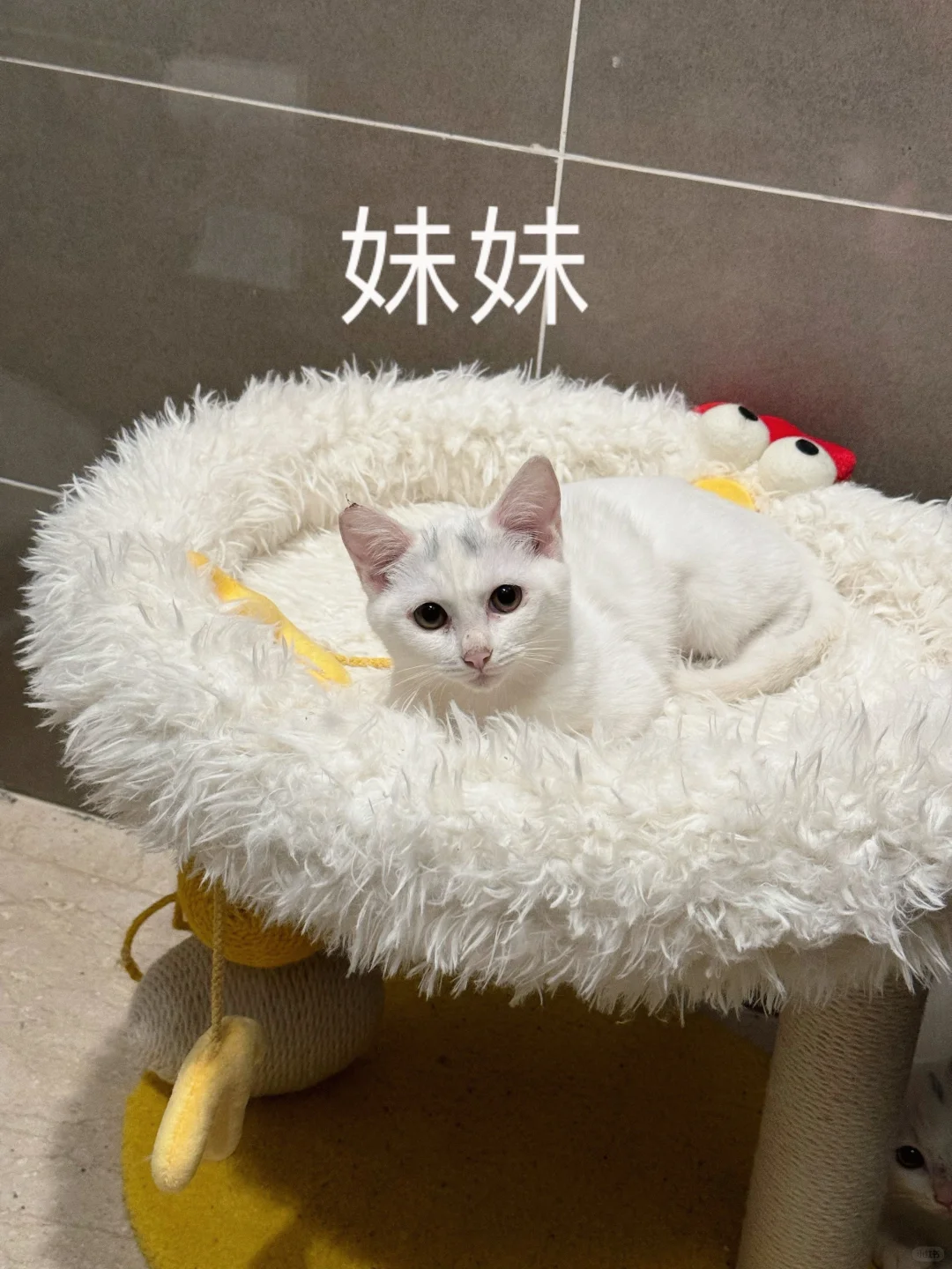 杭州4只高颜值流浪猫求家！ 均已绝育