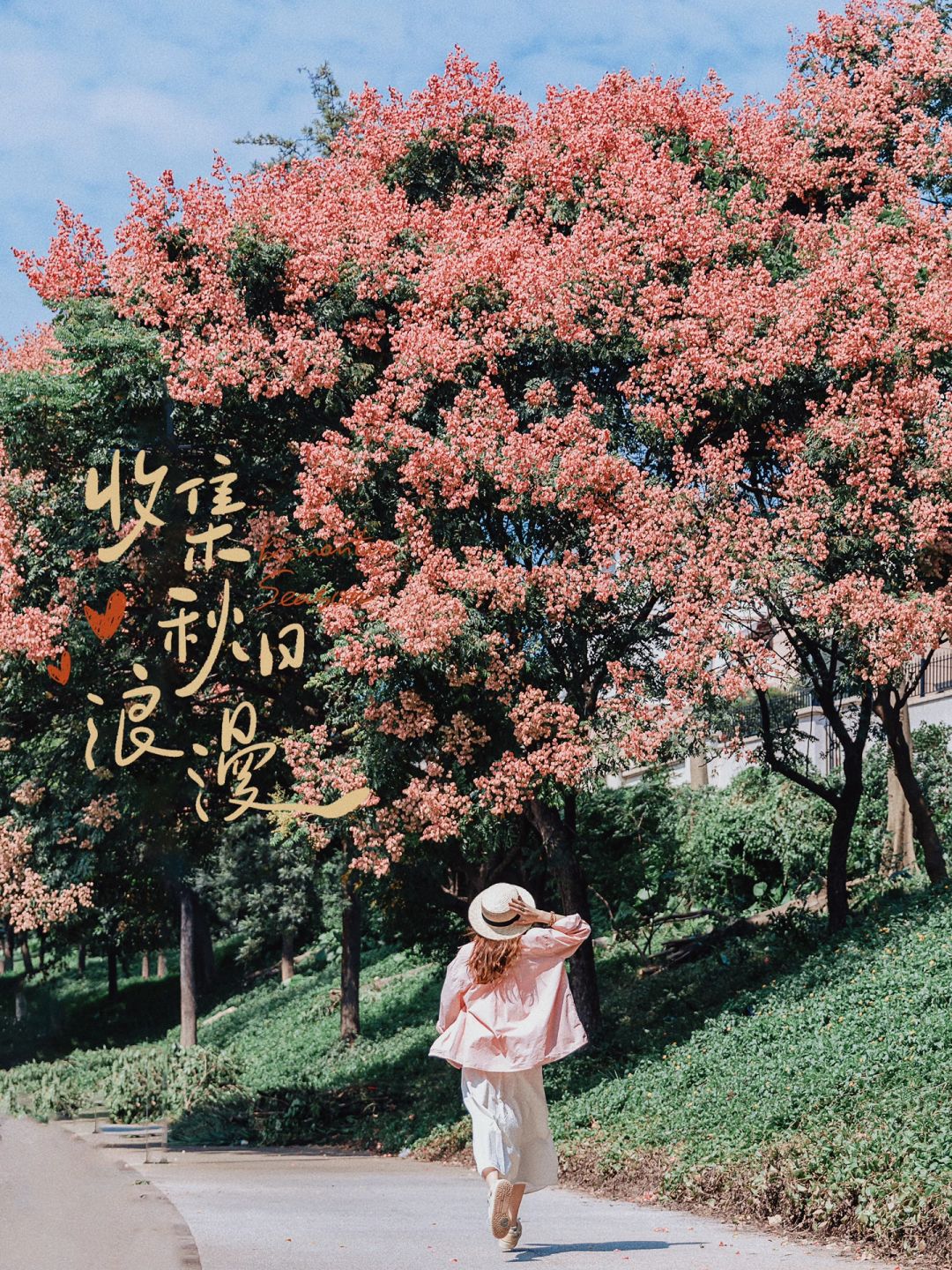 广州秋天的第1⃣️场浪漫 🌸史铁生笔下的栾树