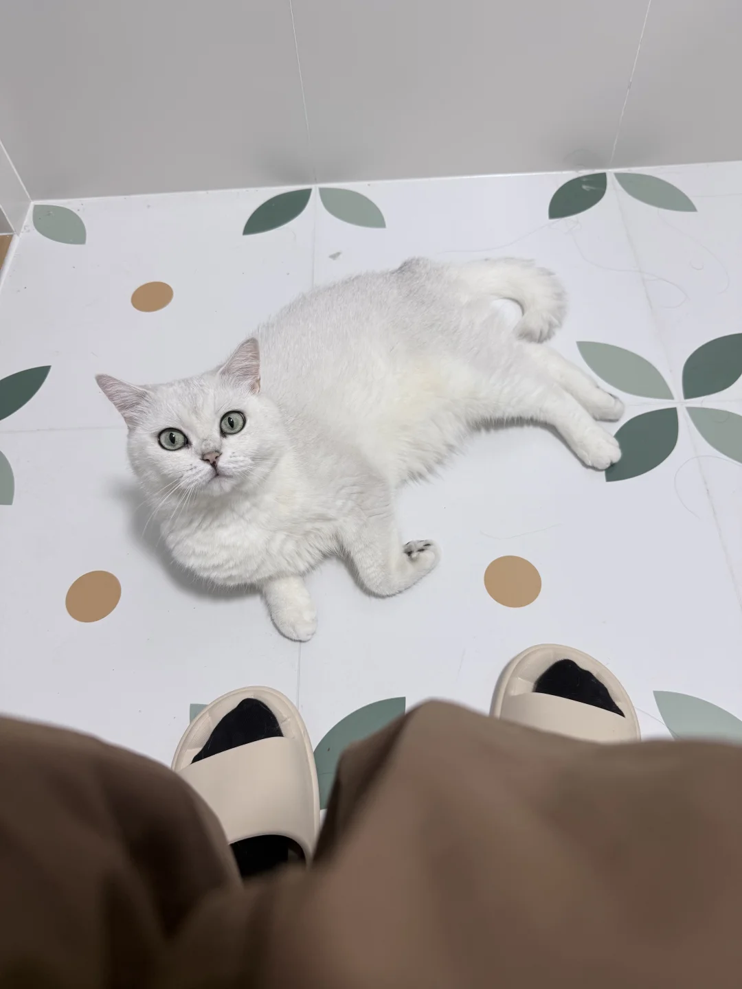 小猫一定要在你最脆弱的时候守着你……