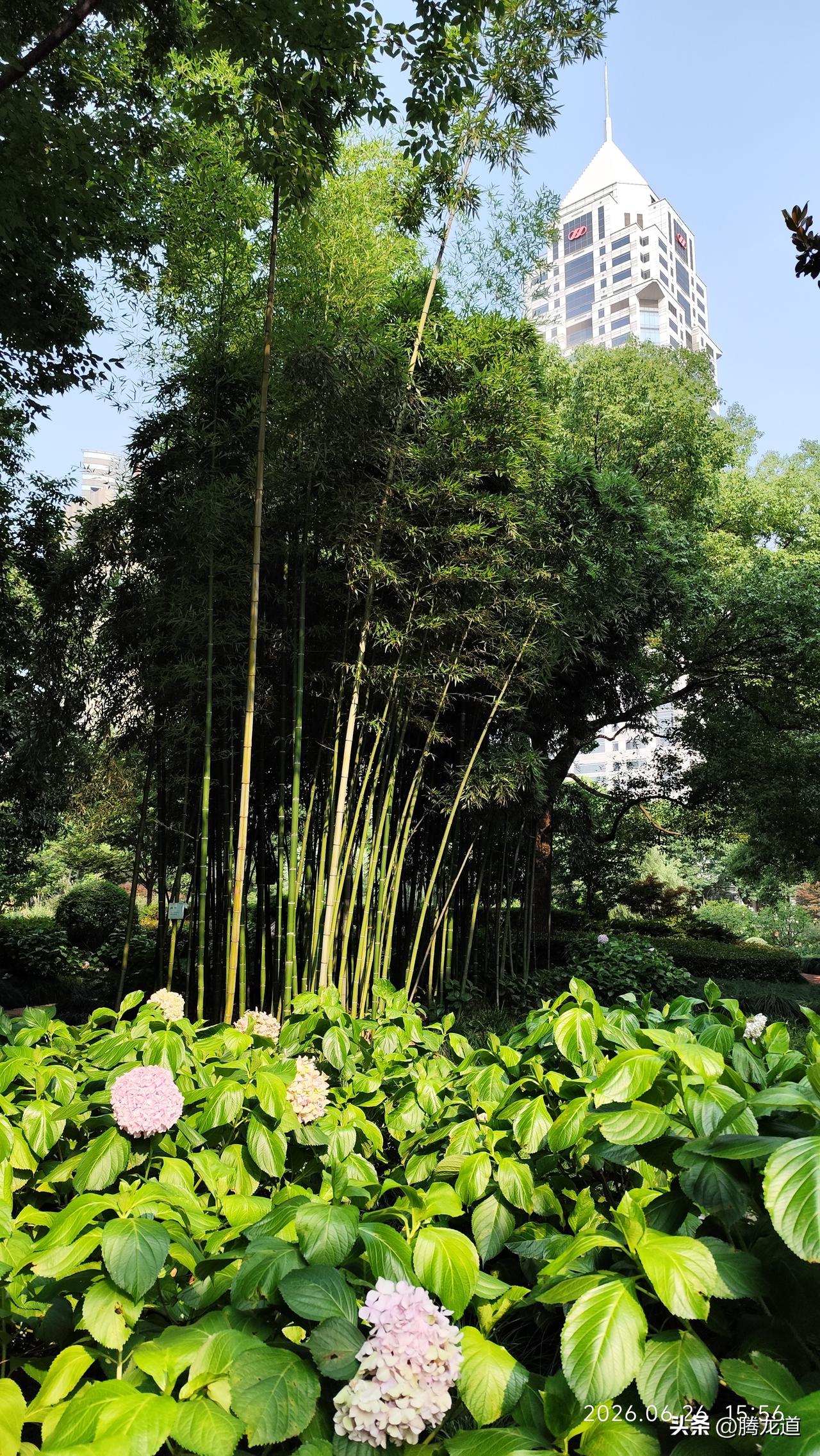 分享一下你随手拍下的照片夏日的城市景观