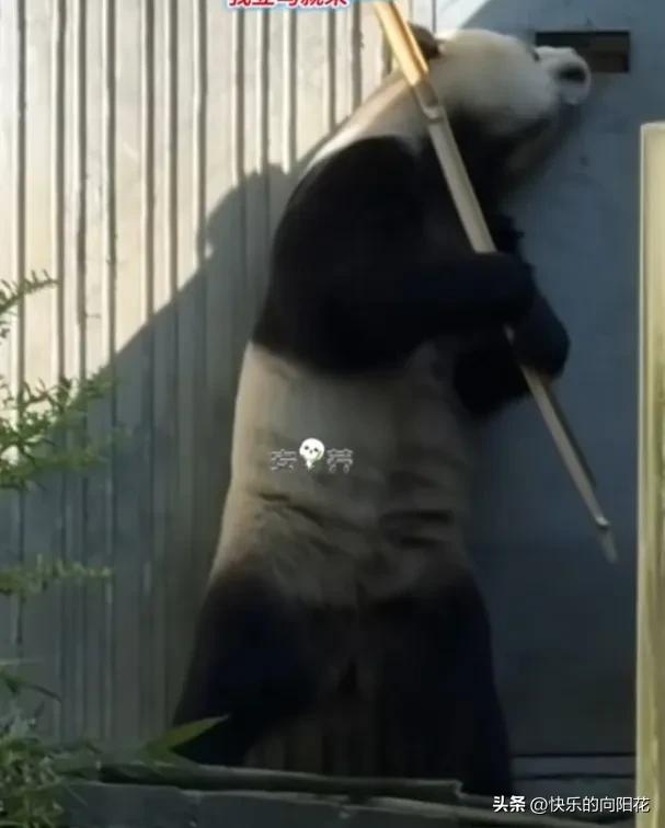 小奇迹真调皮可爱，在门外手握一根长竹条扛肩上，伸长脖子，眼睛瞄向门眼里，这是等着
