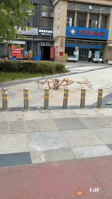 这狗娃智商不是一般的高[赞]