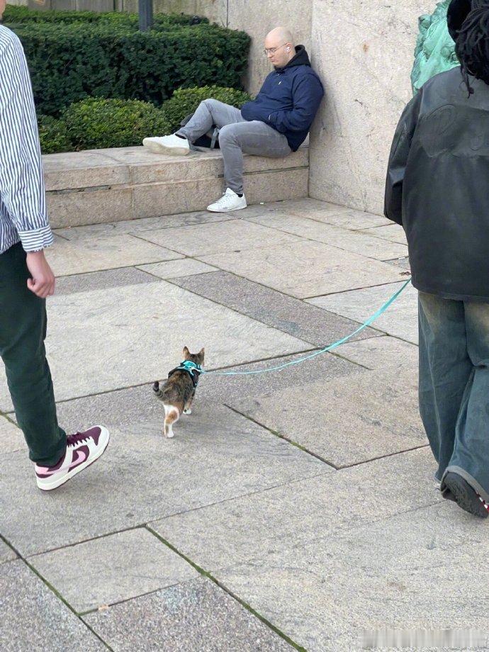 带猫来学校图书馆学习 