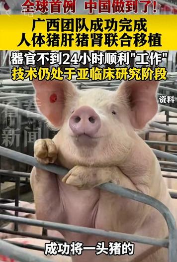 全球首例！广西一帮医生，将一头猪的肝脏和两颗腰子，一次性移植进一位脑死亡患者体内