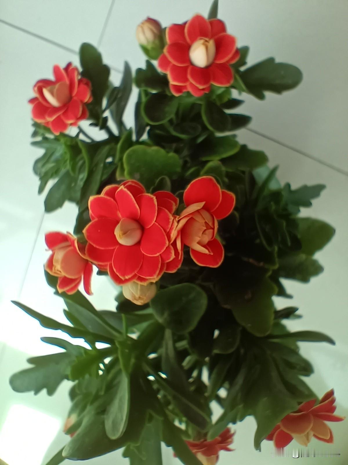 金狐狸是长寿花里最好的品种， 基本上每个养长寿花的花友都有一盆金狐狸。

因为金