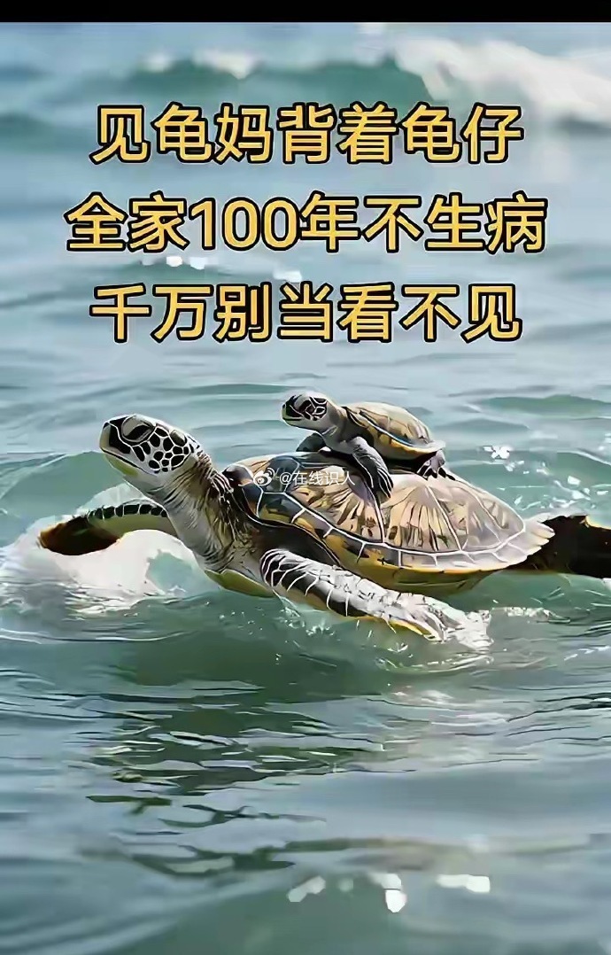 运势见龟妈背着龟仔，全家100年不生病 