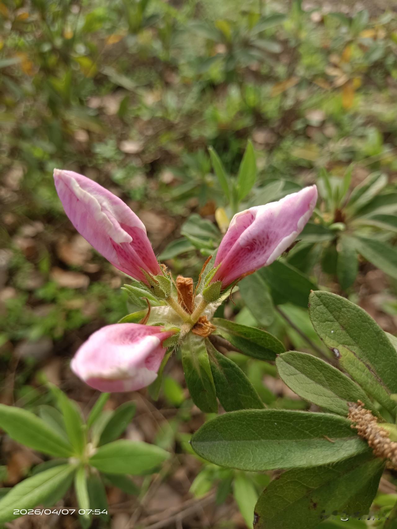 人间四月芳菲盛，路边杜鹃醉春风。