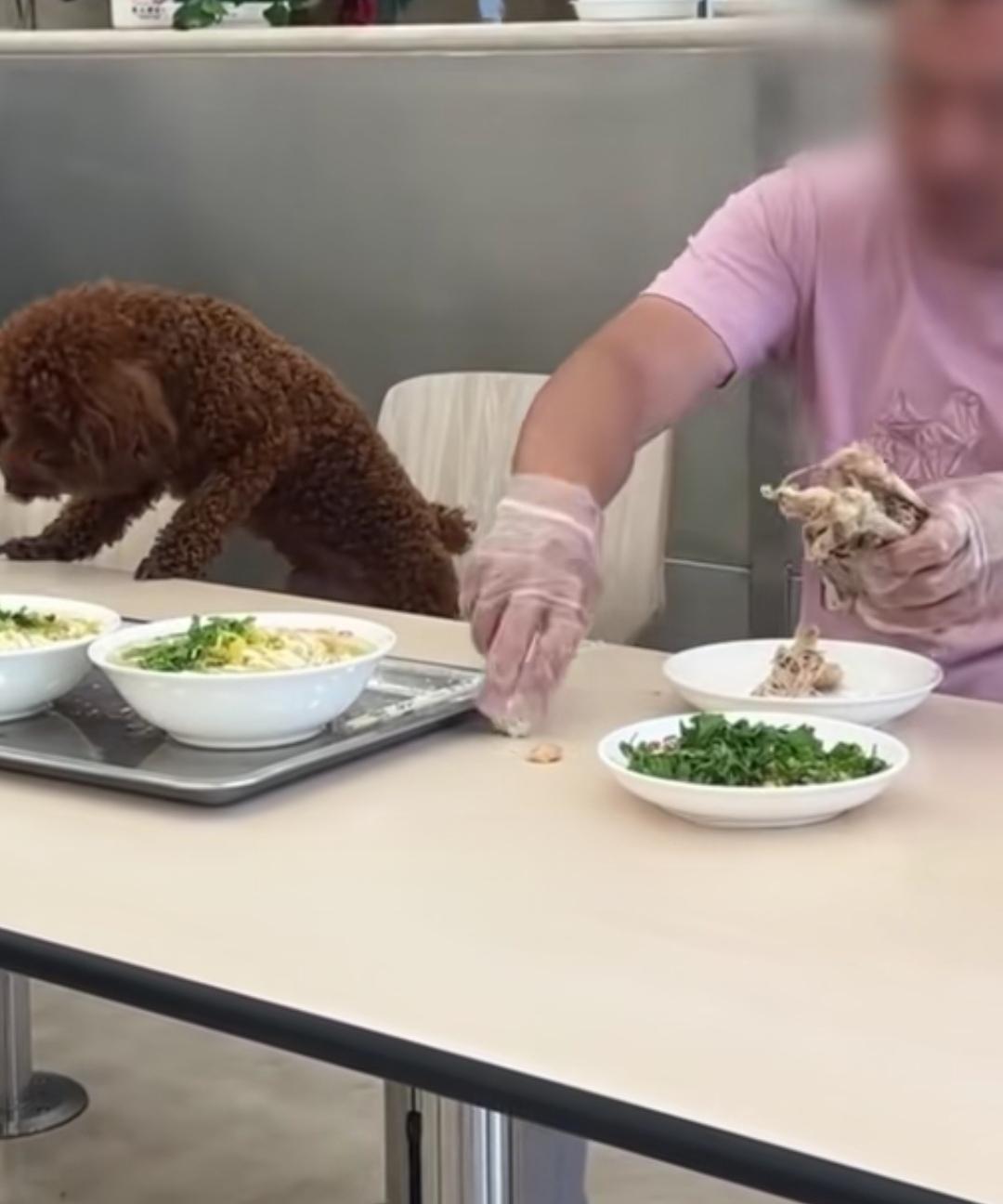 6月16日，辽宁沈阳一家餐馆内，一名男子带狗上桌吃饭，其将棕色宠物狗安置在就餐餐