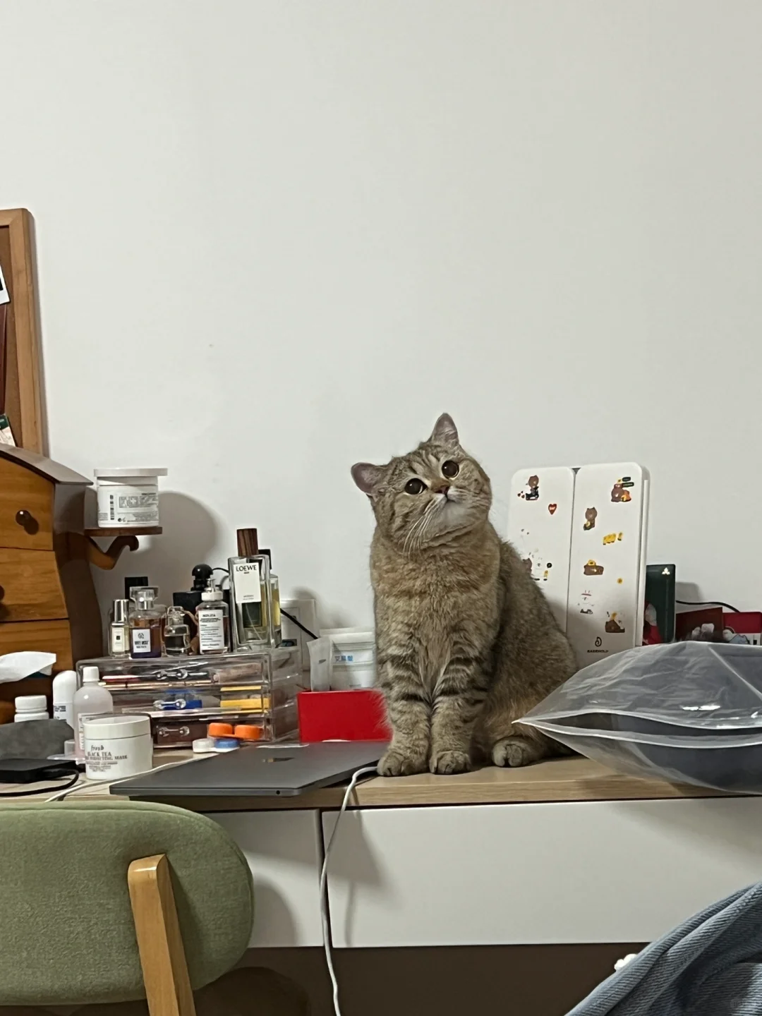 我的小猫算天生委屈脸🥹吗？