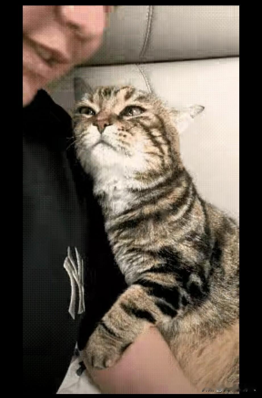 男子养了21年的老猫，这几天非常粘人。只要男子在家，老猫总是往男子的怀里钻，脸贴