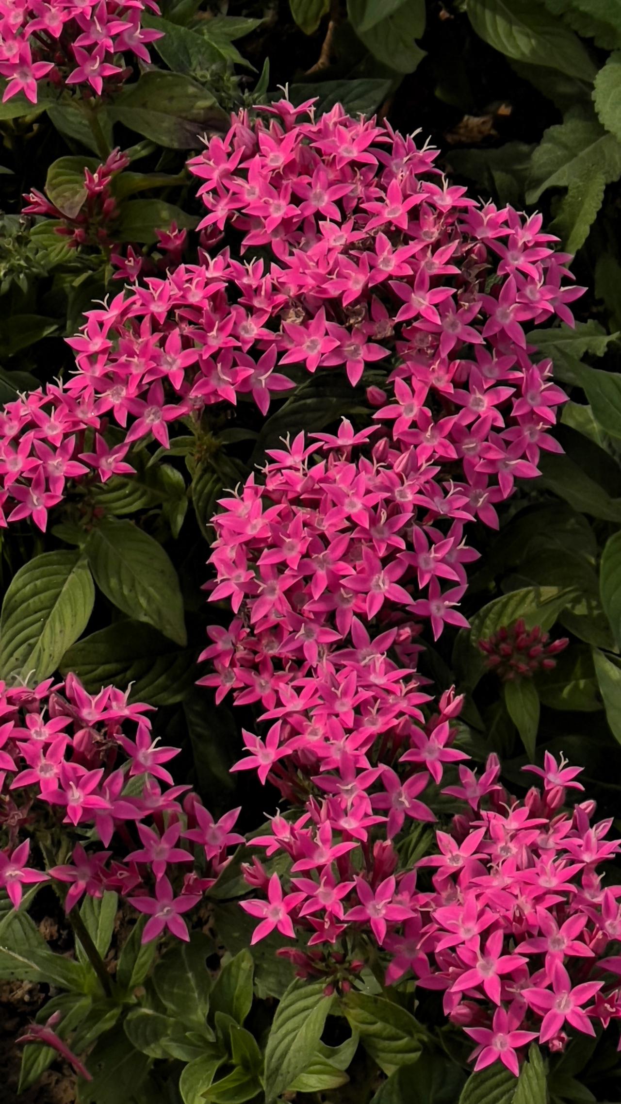 分享公园里的花花草草