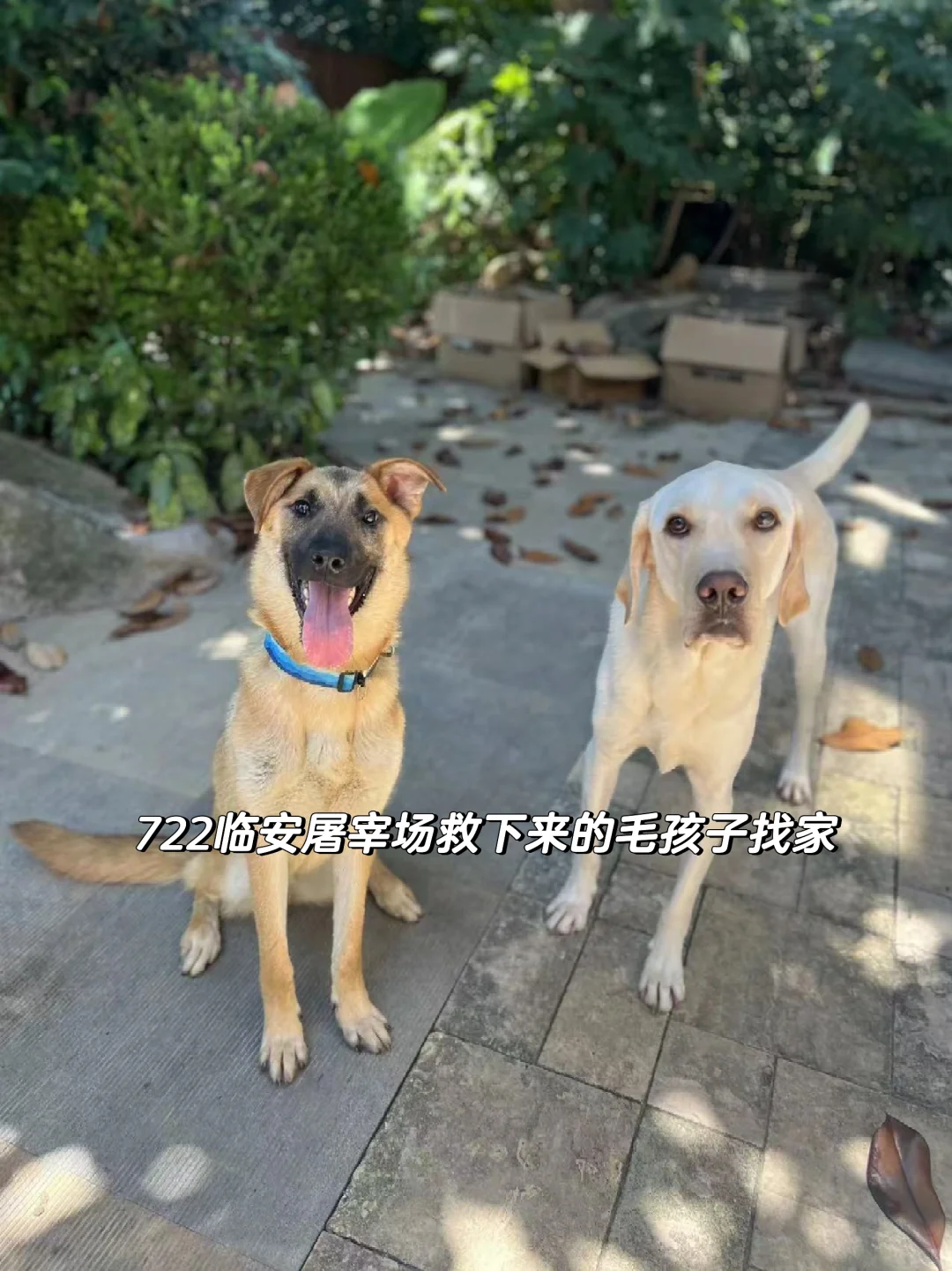 待领养:屠宰场救下的两只毛孩子