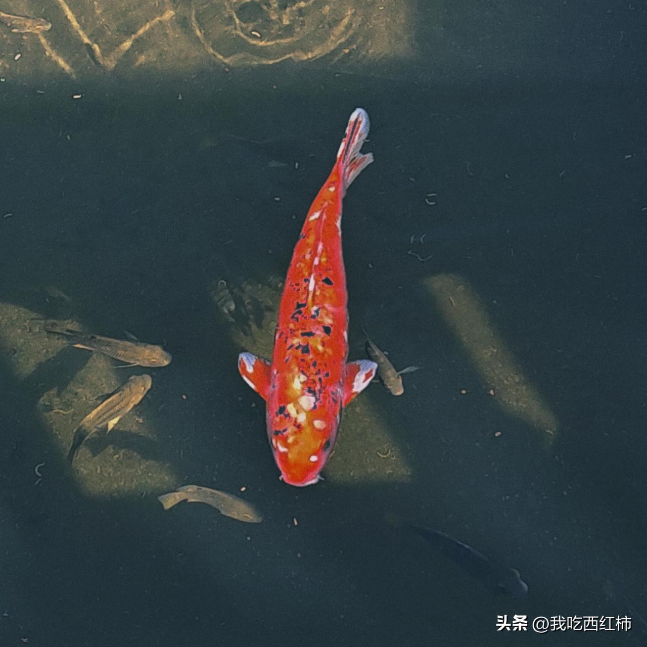 这个世界太割裂了
一半的人类在拼命争夺受教育权，一半人被教育杀死。
一半的土地在