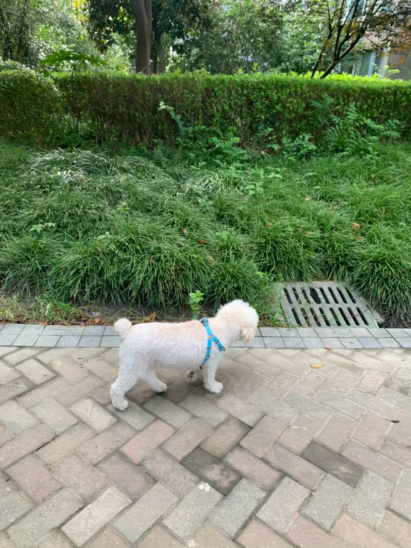 有风的清晨很舒服 