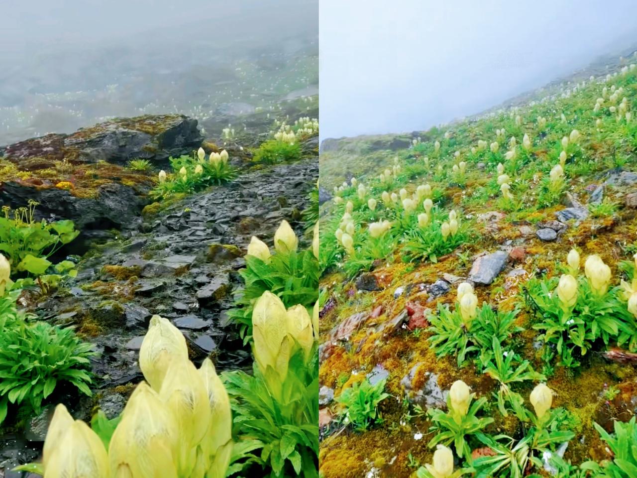 这下好了，不止西藏人知道，
全国人民都知道了！
男子在攀登喜马拉雅山时，在480