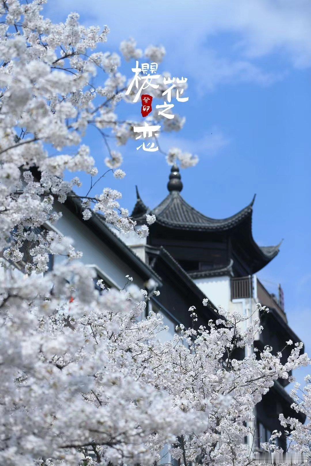【又是一年樱花季】洁白的樱花随风舞动，犹如纷落的雪花，空气中浮动着远东樱花特有的